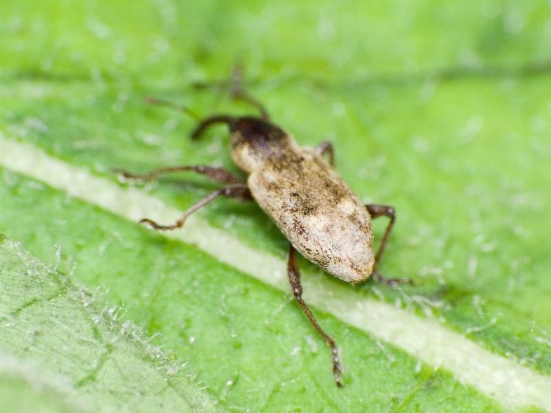 Thryogenes festucae (Herbst, 1795)